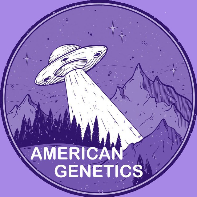 American Genetics. Americano телеграм. Telegram channel American School.