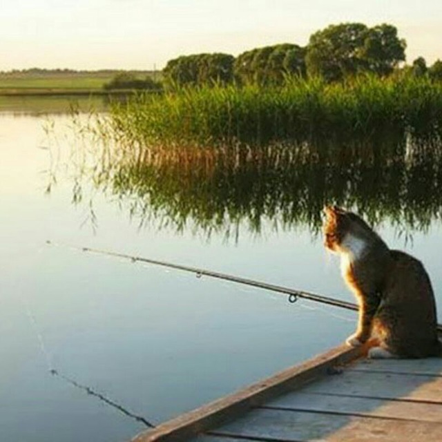 Камфорное Масло Для Рыбалки Отзывы