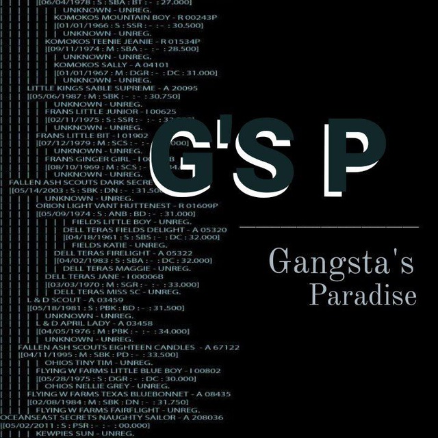 Gangsta s paradise текст и перевод. Gangsta's Paradise текст. Саша Парадайс телеграмм.