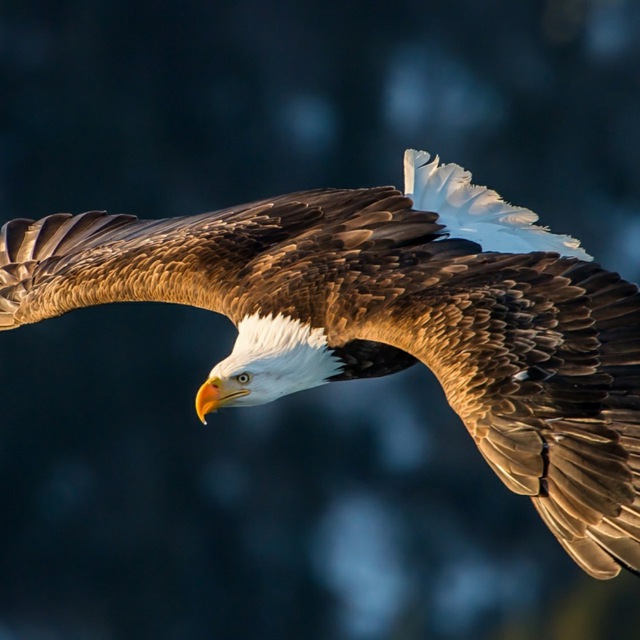 Ингушский орел фото