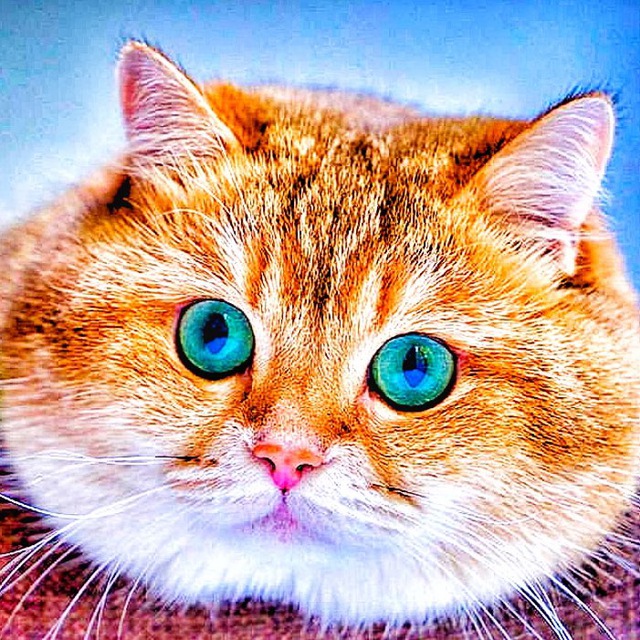 Канал телеграмм кошки. Хосико кот порода. Британская шиншилла Хосико. Шотландская Хосико. Шотландский Хосико короткошерстный.