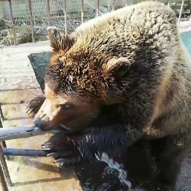 Приют Белоснежки The Snow White's Shelter