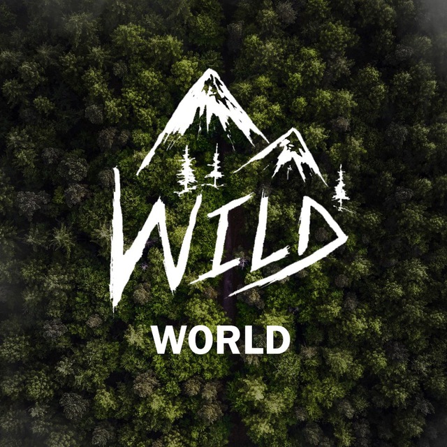 Baby baby wild world. Дикий надпись. Wild World. Wild World надпись. Wild World сборка.