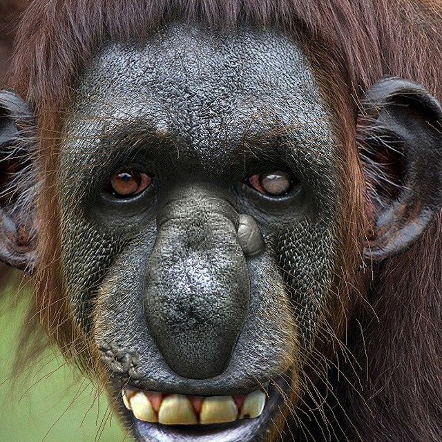 Тупое животное в мире. Орангутан и шимпанзе. Самая уродливая обьящяна.