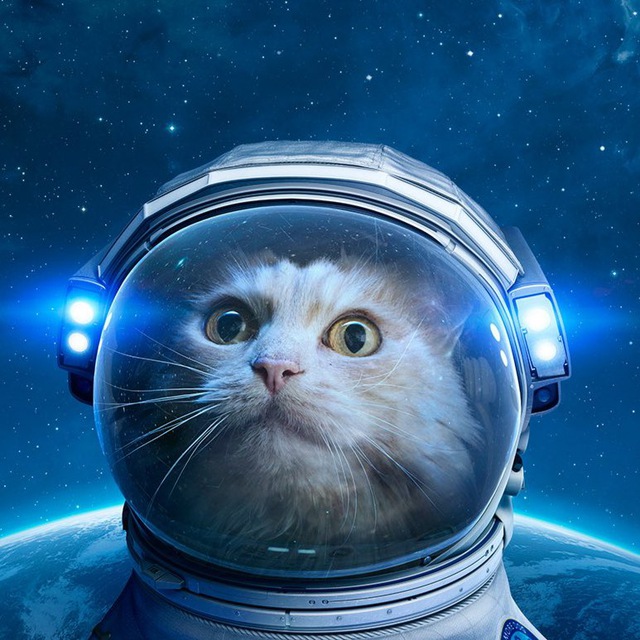 Кот в скафандре картина