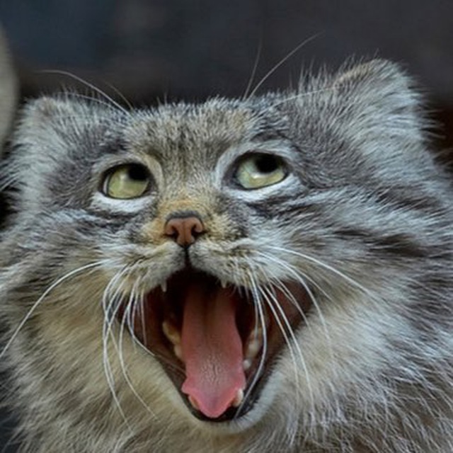 Meowing meme. Бешеный кот. Кот мяу. Кот Мем мяу. Забавные Дикие коты.