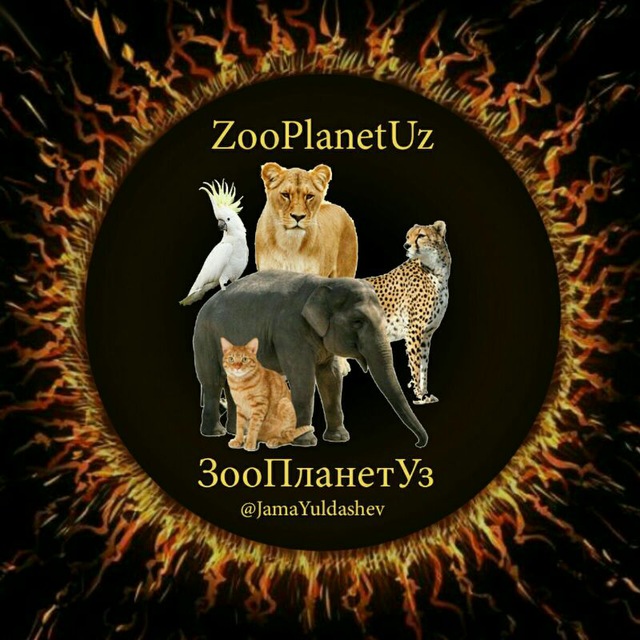 Magic zoo канал. ZOOPLANET Ташкент.