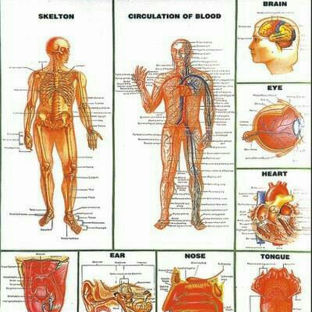 Физиология человека. Human Physiology. Human Physiology books. Биология человека ввод. Физиология человека на испанском.