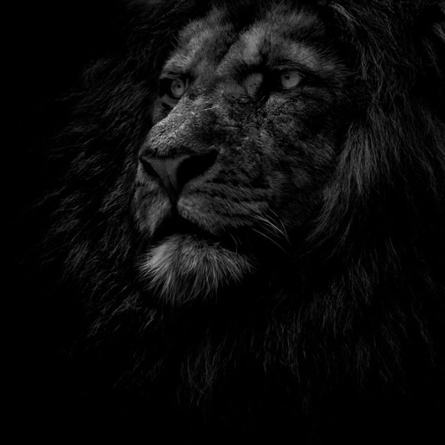 @Black_lion_king - Channel statistics Black Lion. Telegram Analytics