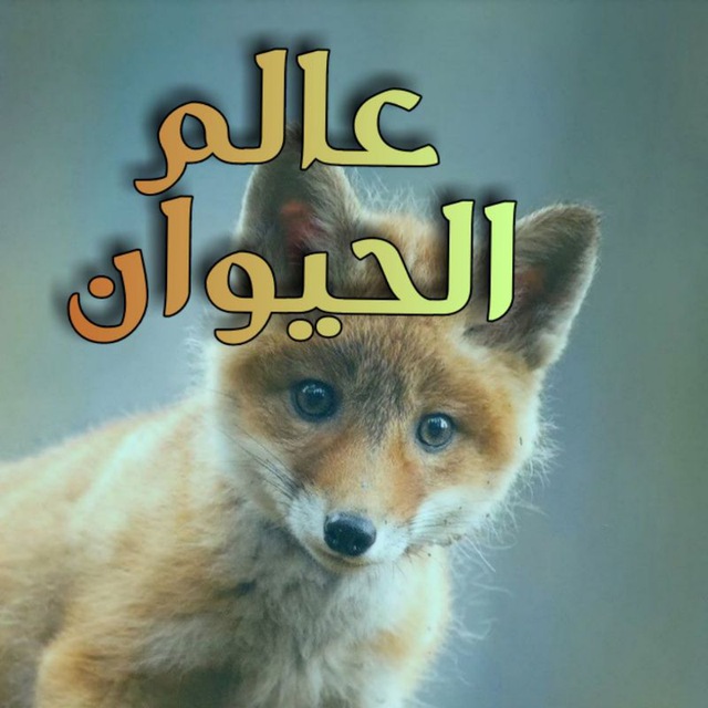 Gakto Statistika Kanala عالم الحيوان Telegram Analytics
