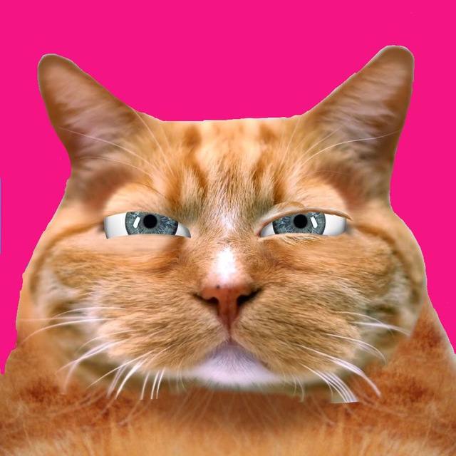 Fatcat17. FATCAT. Мэмос